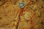 ammoniti-geologie.jpg