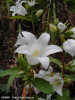 campanula-traheliumflora.jpg