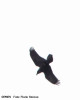 corb-corvus-corax-fauna.jpg