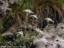 floare-de-colt-leontopodium-alpinum-flora.jpg