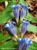 gentiana-asclepiadea-flora.jpg