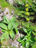 ghintura-galbena-gentiana-lutea-flora.jpg