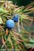 ienupar-juniperus-communis-flora.jpg