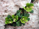 saxifraga-cuneifolia-flora.jpg