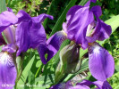 stanjenel-iris-hungarica-flora.jpg