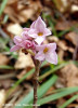 tulichina-daphne-mezereum-flora.jpg